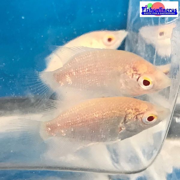 Albino Red Giant Gourami Freshwater Fishonlinerus