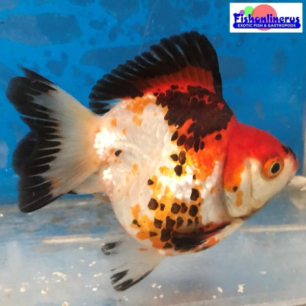 Short Tail Tri Color Ryukin Gold Fish 1 Fishonlinerus