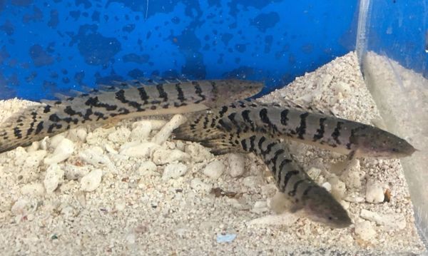 bichir Fishonlinerus