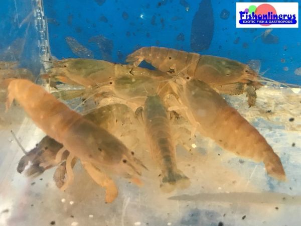 Vampire Shrimps Freshwater Fishonlinerus