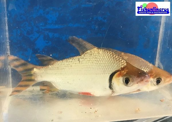 Red Fin Flagtail Prochilodus Fish Live Freshwater Fish 
