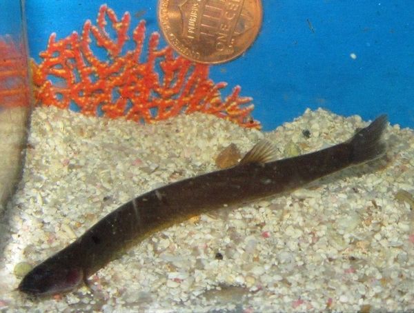 Black Kuhli Loach Fishonlinerus