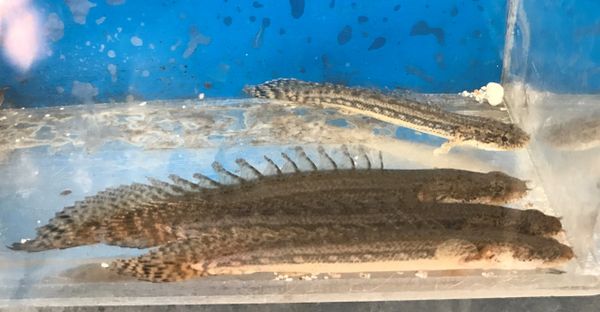 Polypterus Lapradei Koliba Bichir Fish Wild Caught 