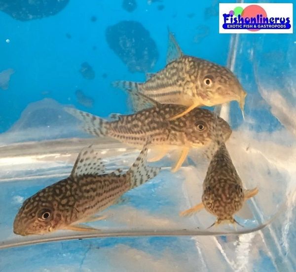 Corydoras Sterbai Fish Fishonlinerus