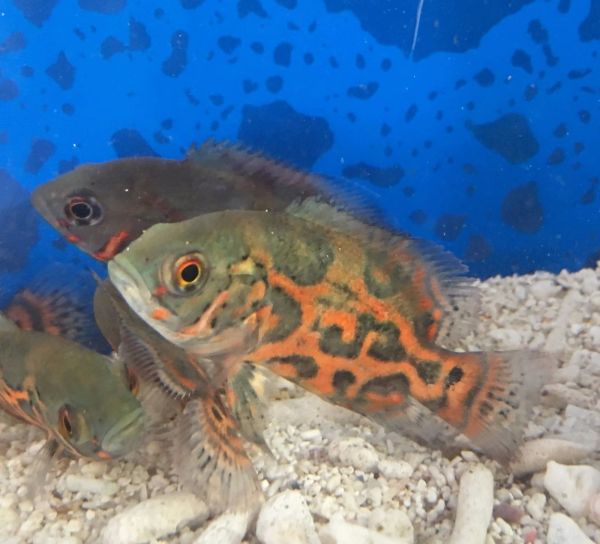 2 Red Tiger Oscar Fish FREE SHIPPING Fishonlinerus