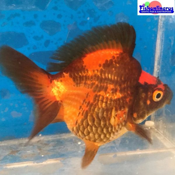 Red and Black Short Tail Ryukin Gold Fish 1 Fishonlinerus
