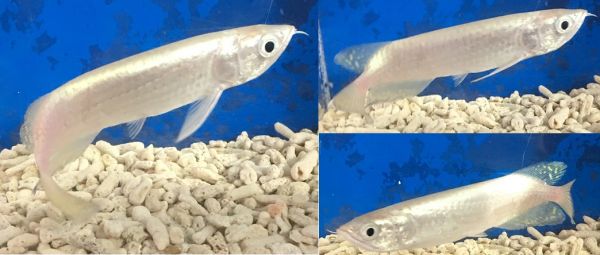 Australian Arowana Fishonlinerus