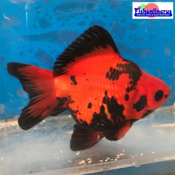 Red Tiger Short Tail Ryukin Gold Fish Fishonlinerus