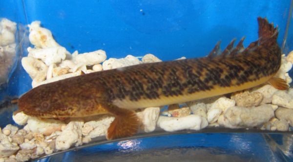 Polypterus Teugelsi Bichir Fish Fishonlinerus