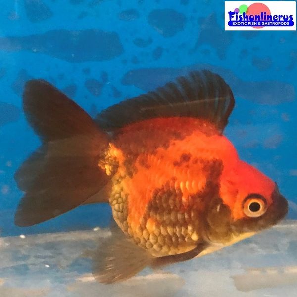 Red Tiger Short Tail Ryukin Gold Fish 2 Fishonlinerus