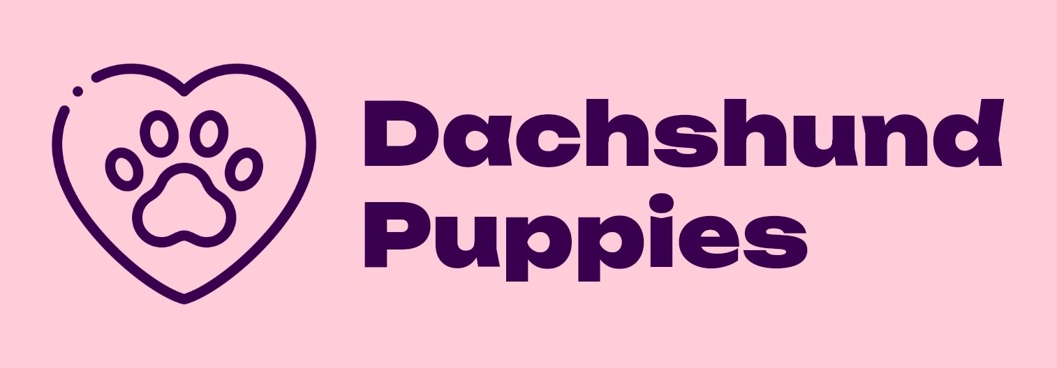 Dachshund Puppies